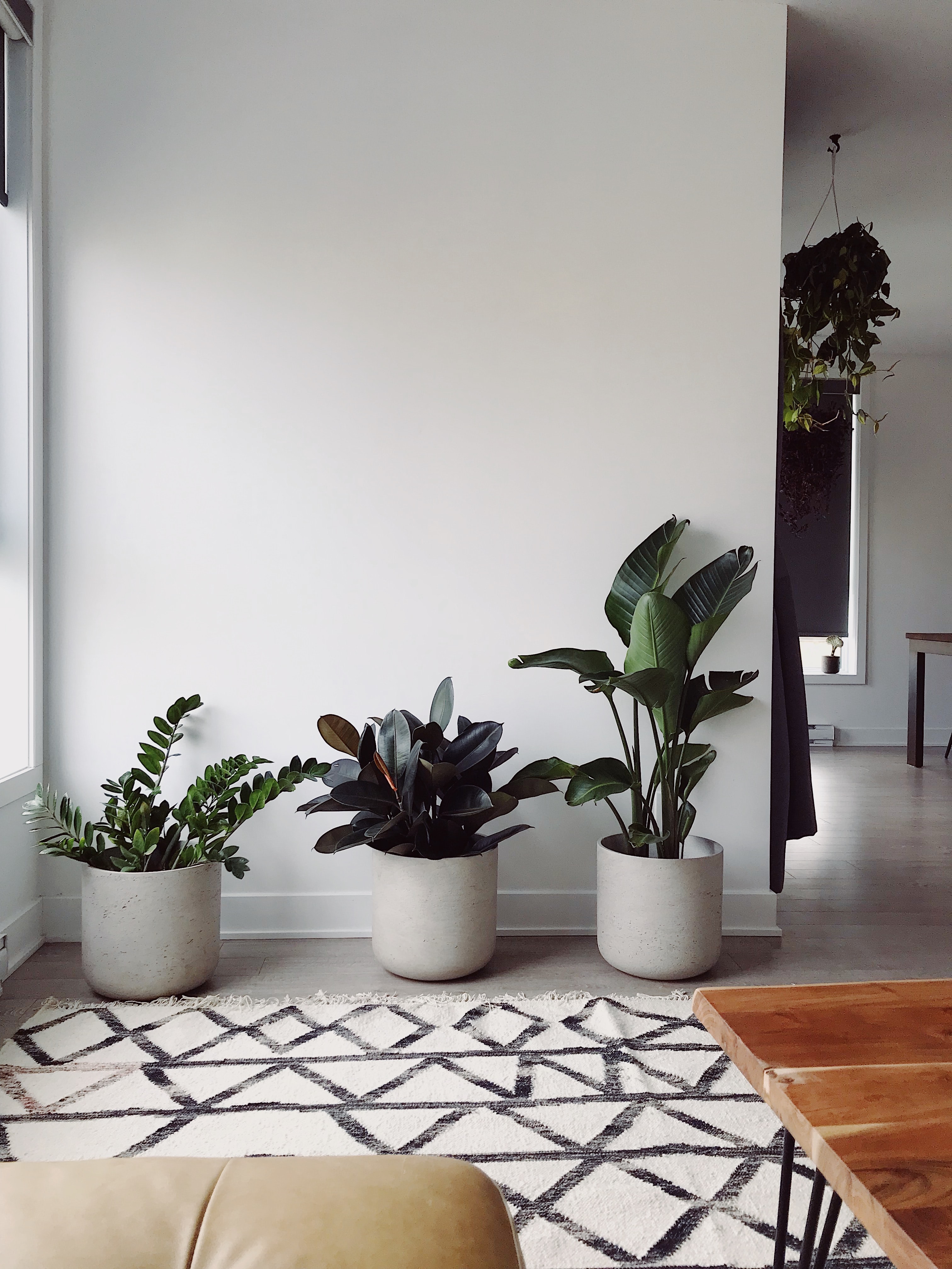 plant